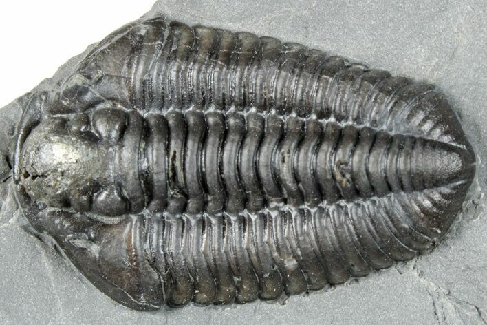 Calymene Niagarensis Trilobite Fossil - New York #295563